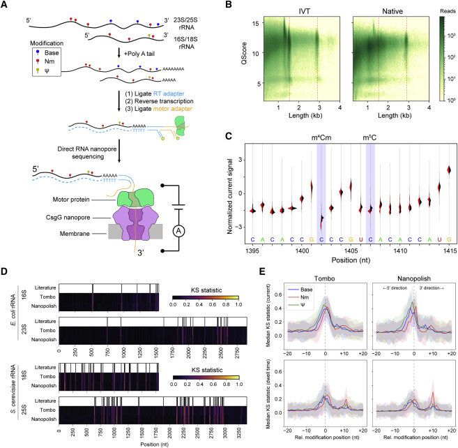 Cell Press (@cellpressnews) on Twitter photo Direct detection of RNA modifications and structure using single-molecule nanopore sequencing by <a href="/with_stephenson/">William Stephenson</a> et al. (67 citations)
hubs.li/Q035-7X30
Top-cited genomics research published in <a href="/CellGenomics/">Cell Genomics</a> Direct detection of RNA modifications and structure using single-molecule nanopore sequencing by <a href="/with_stephenson/">William Stephenson</a> et al. (67 citations)
hubs.li/Q035-7X30
Top-cited genomics research published in <a href="/CellGenomics/">Cell Genomics</a>