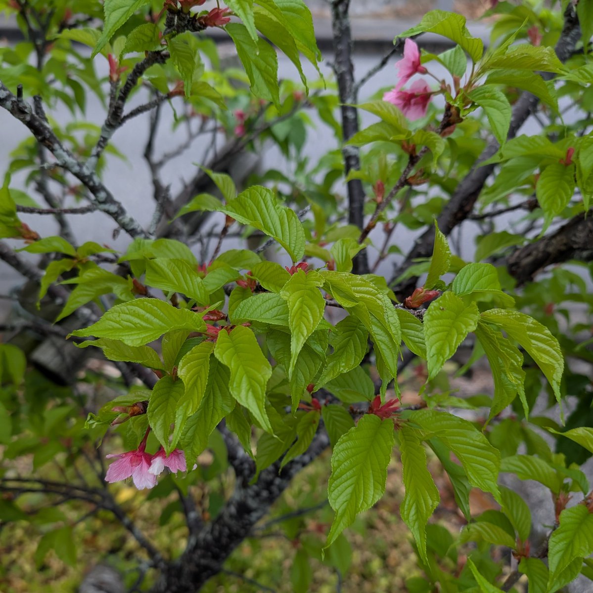 この時期に残ってる沖縄の桜はレア