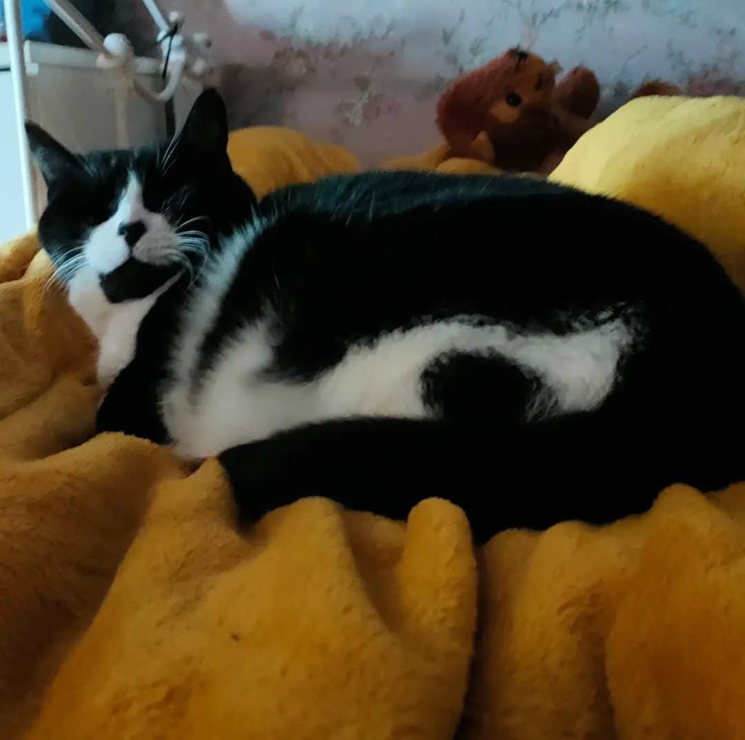 CarmesiBelle's tweet image. Meet my sweet Robert 🥹🔮

#Madcat