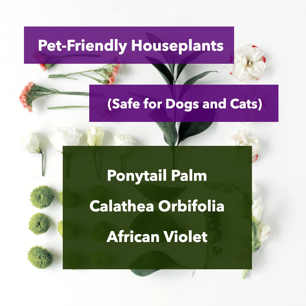 Looking for indoor houseplants that are safe for cats and dogs? We've got you covered. 💪 

Check out these beauties:

👉 Ponytail Palm
👉 Calathea Orbifolia
👉 African Violet

Which one would you get? 

#plants #plant #flowers #plantflatlay #flatlay