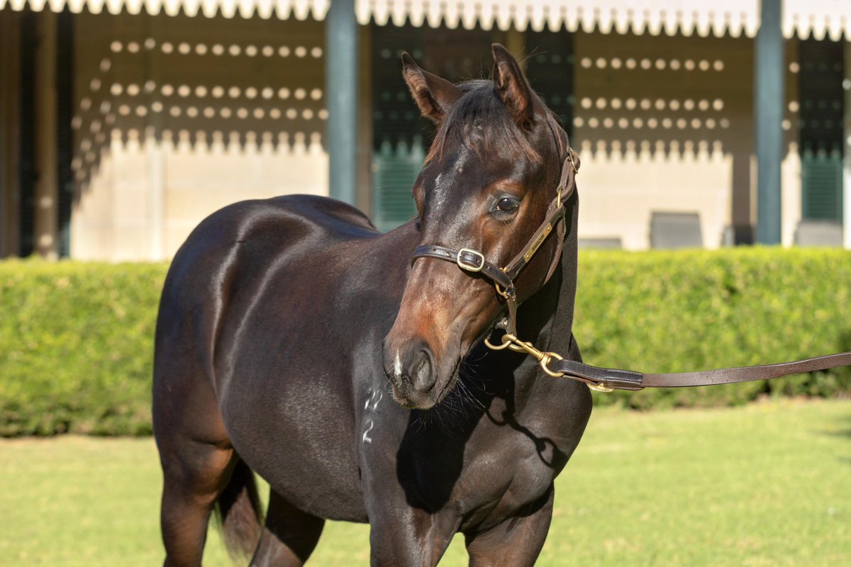 Barador Bloodstock tweet media