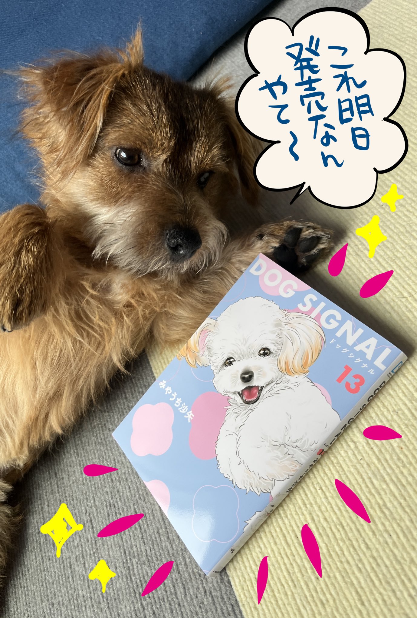 DOG SIGNAL（ドッグシグナル）【公式】 (@DogSignal) / X