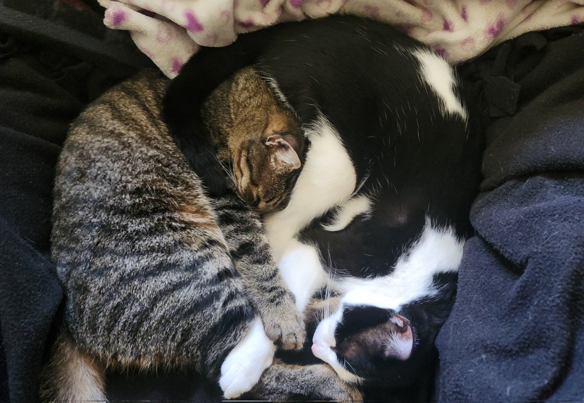 FearlessDabaker's tweet photo. #modcast My three boys, The two that look alike in the purple picture are litter brothers Marten Houdini and Forrest Gump. The black and white boy is Milo who is my newest addition who is pictured with Marten https://t.co/rXBLy52JsK