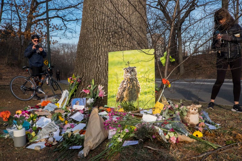 🦉📽️ FLACO SOARS AFTER DEATH: Documentary about celebrity owl who escaped Central Park Zoo in production at HBO bit.ly/3XxWcJV <a href="/lennypane/">Penny Lane</a> <a href="/HBODocs/">HBO Documentaries</a>