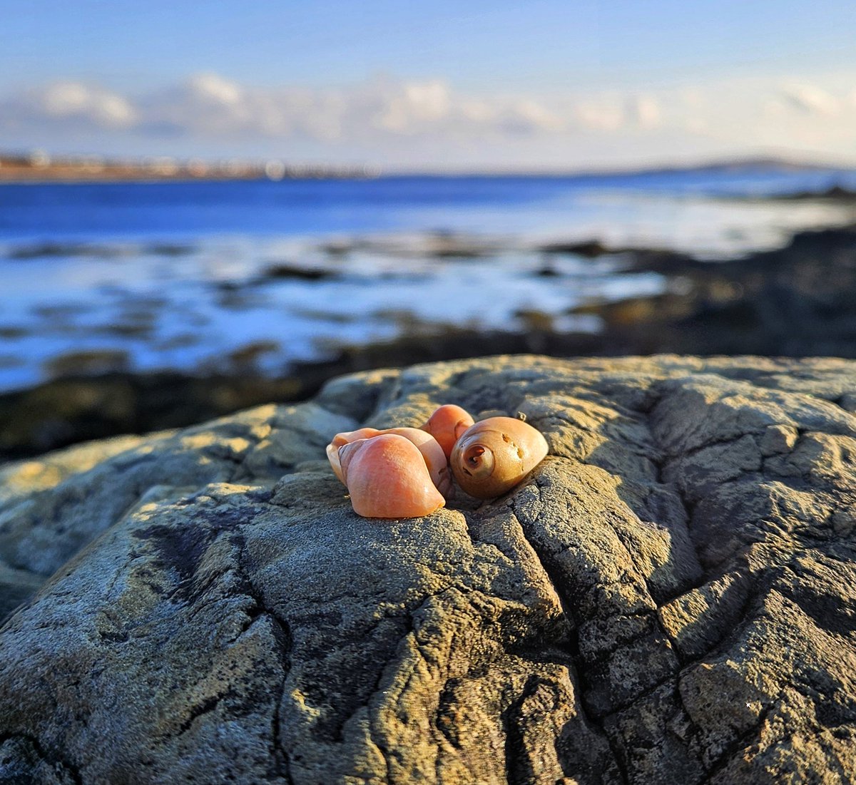 🐚 To soothe her soul she walked the shore, collecting shells, allowing her breath to keep time with the gentle rythym of the sea, so that all was well once again ...

#Trepassey #ShareYourWeather  #Newfoundland #Labrador