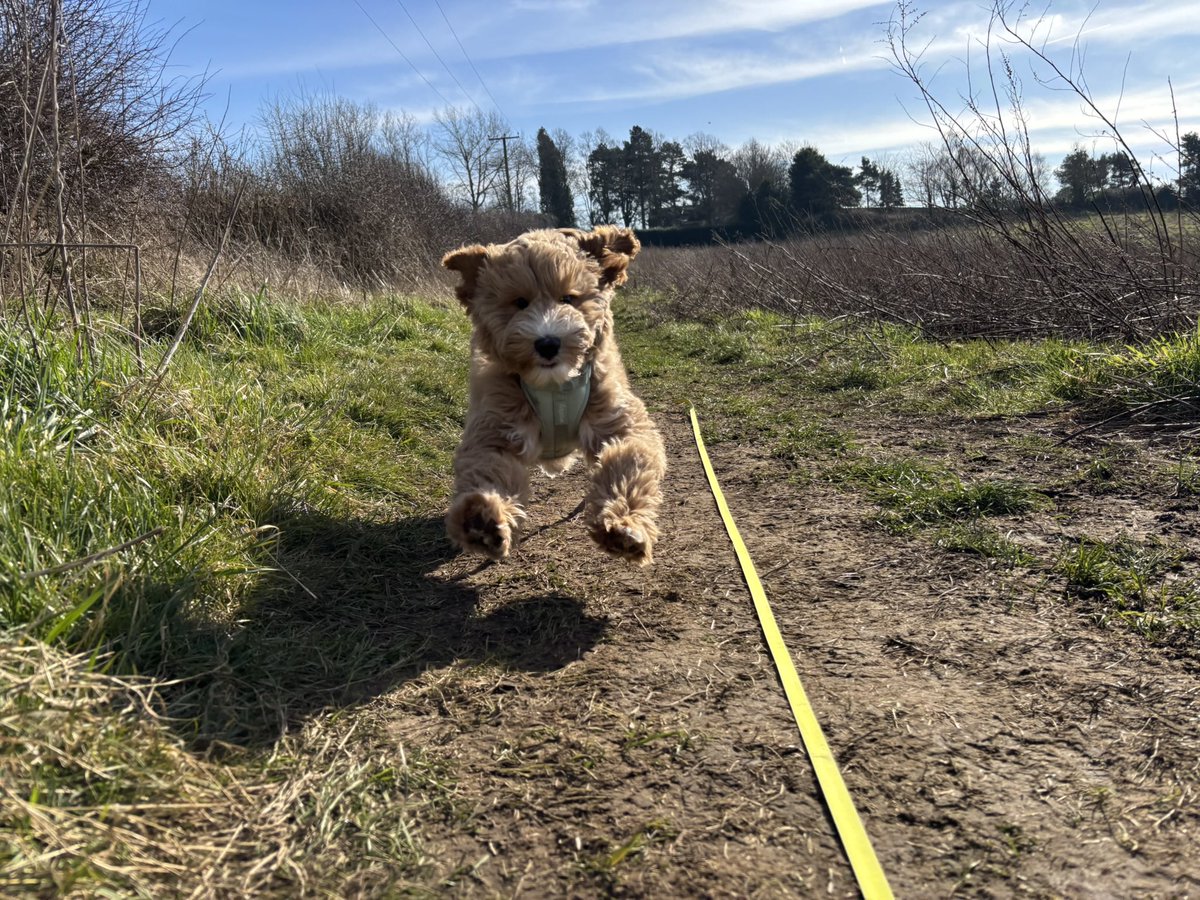 Walking-n-Wagging 🐾🐾 tweet media