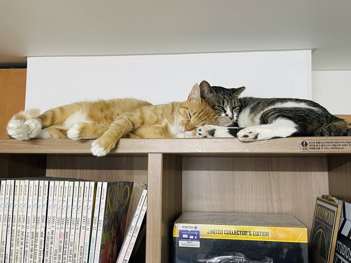 🤎 아우 오빠 쫌! 오늘 이오빠가 왜이래😤

쩨리의 편하게 늘어진 쭉뻗은 팔, 곱게모은 두발, 테리의 귀여운 발바닥과 짜부되도 이쁜얼굴까지💛🤎 어제보다오늘이 더더 이뻐진 헨젤과 그레텔입니다 :) 자, 이제 나타나시죠 가족분!!😆 #헨젤과그레텔 #제리와테리 #고양이입양홍보 #사지말고_입양하세요