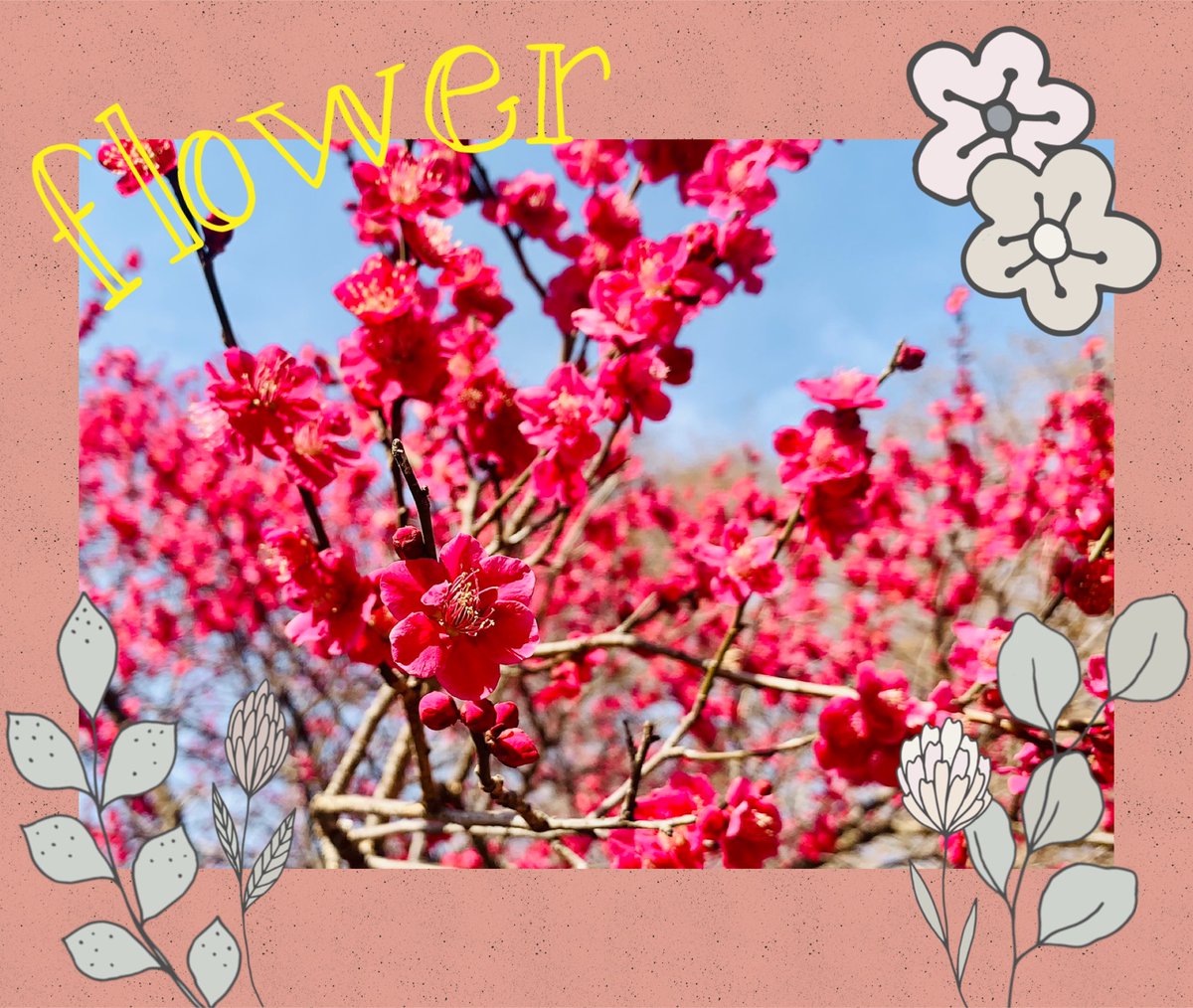 この前公園をおさんぽしていたら、かわいいお花がさいていました(✿´꒳`)ﾉ°*❀
だんだんと春がちかづいてきましたえｎっ♪
お花見にピクニック・・・たくさんお出かけしたいです((๑p ˃ ᵕ ˂ q))
