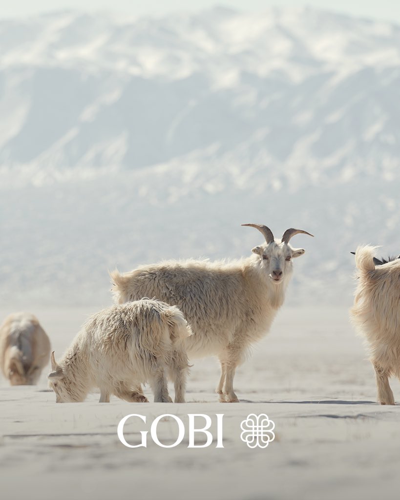 Cashmere is proven to be the best of all natural fibers

Cashmere is one of the rarest and most luxurious fibers globally, making up only 0.001% of all fibers produced. This fine fiber is only produced by goats in Mongolia and Inner Mongolia, where cold climates allow for the