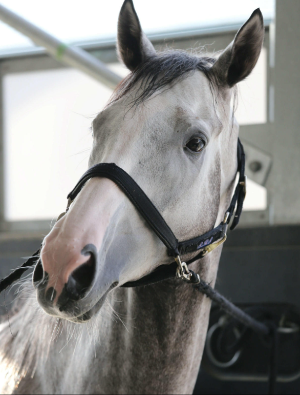 本日は #スポーツ新聞の日 です。 1946(昭和21)年3月6日に日本初の