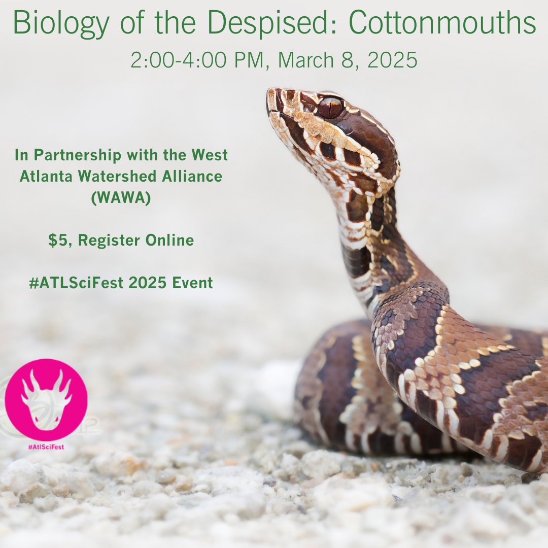 amphibianfound's tweet photo. Come turn that sensation from #FeartoFascination!
As part of 2025's @ATLSciFest programming and in partnership with @wawaonline, "Biology of the Despised: Cottonmouths" is coming on March 8! Join Marjan Ghadrdan from 2:00 PM-4:00 PM by registering below!
https://t.co/rEX0c4nkHX https://t.co/ocHF8NMT4e