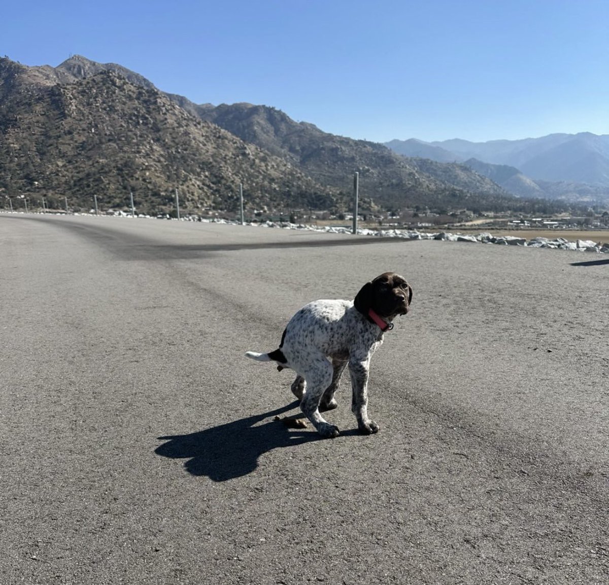 "It does not matter how slowly you go as long as you do not stop." - Confucius

#poopingpooches