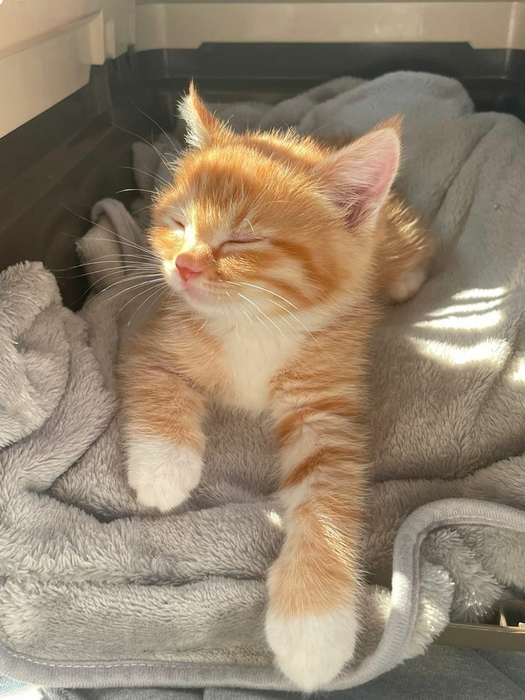 Why you should have a cat (@shouldhavecat) on Twitter photo 