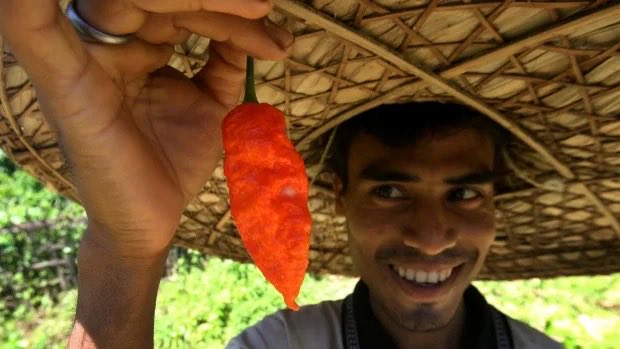 Global Statistics (@globalstats11) on Twitter photo <a href="/crazyclips_/">Crazy Clips</a> In 2016, a man ate a ghost pepper in a contest, but even a burger and six glasses of water couldn’t ease the burning. Intense vomiting tore a 2.5 cm hole in his esophagus, landing him in the hospital. After 23 days, he was discharged with a gastric tube for direct feeding. <a href="/crazyclips_/">Crazy Clips</a> In 2016, a man ate a ghost pepper in a contest, but even a burger and six glasses of water couldn’t ease the burning. Intense vomiting tore a 2.5 cm hole in his esophagus, landing him in the hospital. After 23 days, he was discharged with a gastric tube for direct feeding.