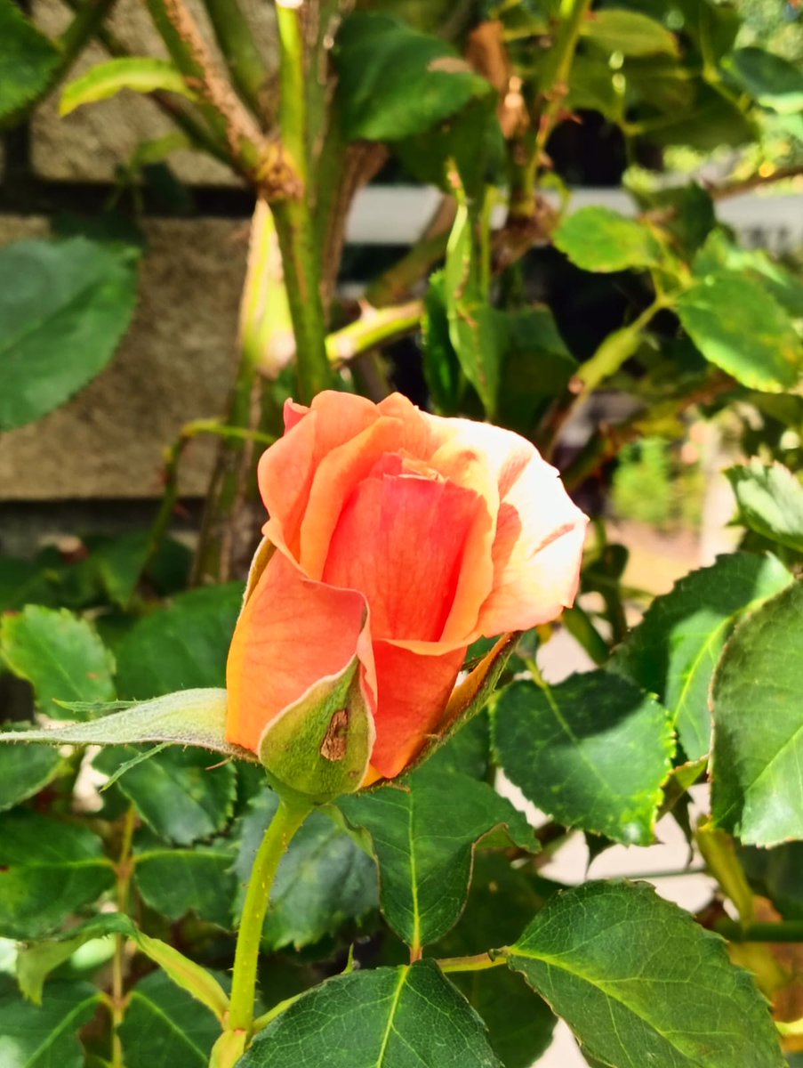 philipnewmannz's tweet image. Had lunch in at the Esplanade Café today and it was yummy. #recomend