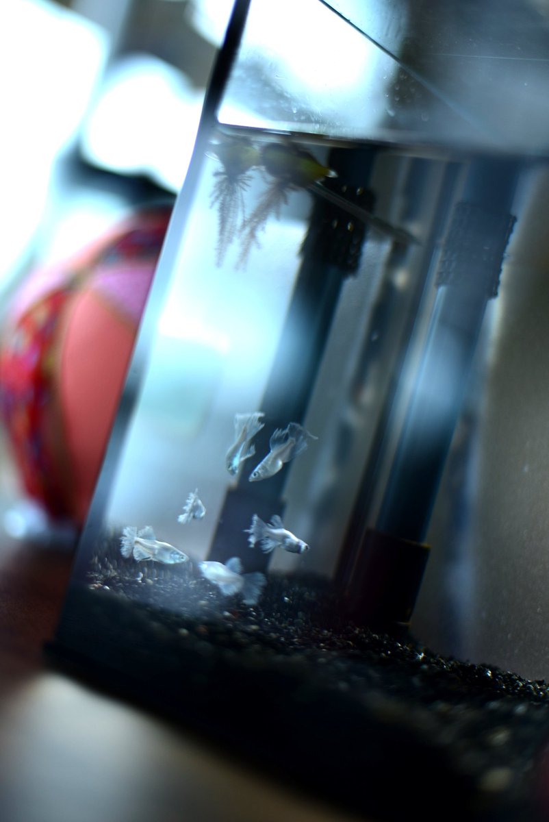 mokama_camera's tweet image. なかがわ水遊園にいたメダカさん𓆜𓆝𓆟

 #なかがわ水遊園