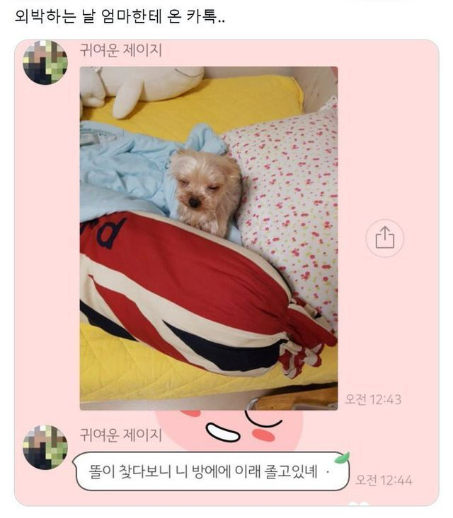 lovx11_very's tweet photo. 푸데푸데 강쥐 https://t.co/AyfCdpHOSF