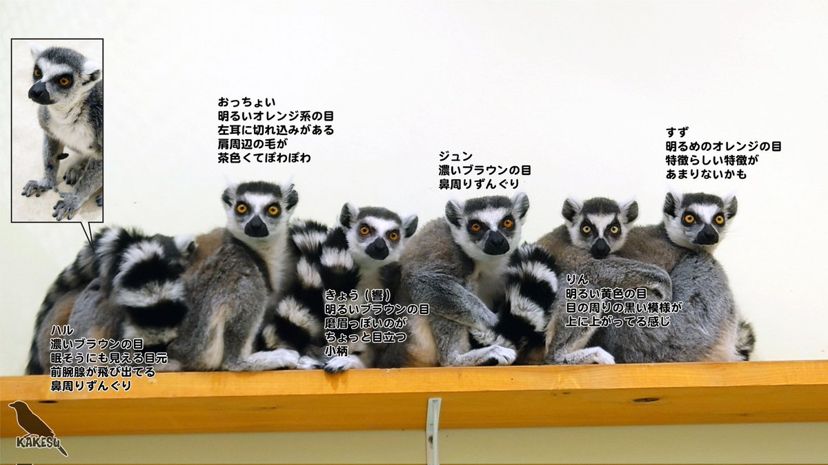 kakesu_dit's tweet photo. 自分なりの（ほとんど教えてもら���た）見分けポイント
拡大しないと見づらいけど…
自信満々に出しておいて間違いがあったら恥ずかしすぎるな
#アニタッチ #アニタッチPARK #アニタッチ太田
#アニタッチparkイオンモール太田 #ワオキツネザル https://t.co/W1BzuuvuQa