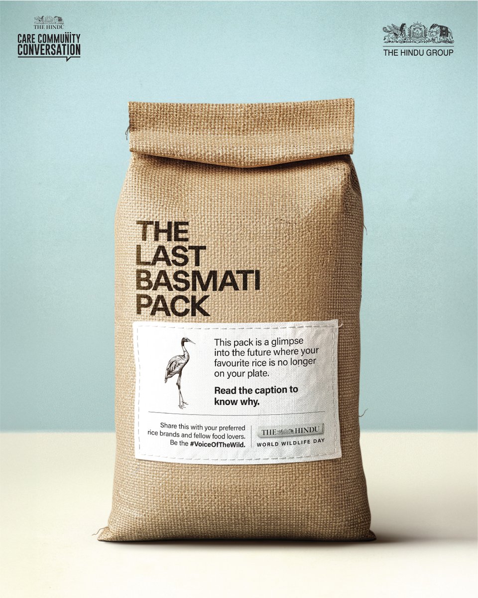 As Sarus cranes vanish, wetland degradation could follow, affecting rice cultivation. Without them, wetlands become unbalanced, pests multiply, and rice fields are at risk. Will this last pack make you sow the seeds of change? Share this with your preferred rice brands and fellow