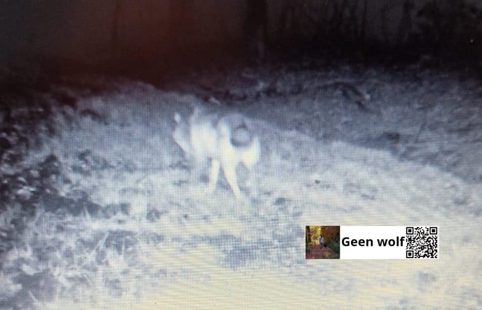 🐺 wolfalert ❌🐺 
zichtmelding 
05-03-25 // 21.20 uur
Heede Nedersaksen Duitsland 

Hek 1.60 hoog, en flex eroverheen// kadaverbak

wolvenmeldpunt <a href="/GeenWolf/">Wolvenmeldpunt Geen Wolf</a>