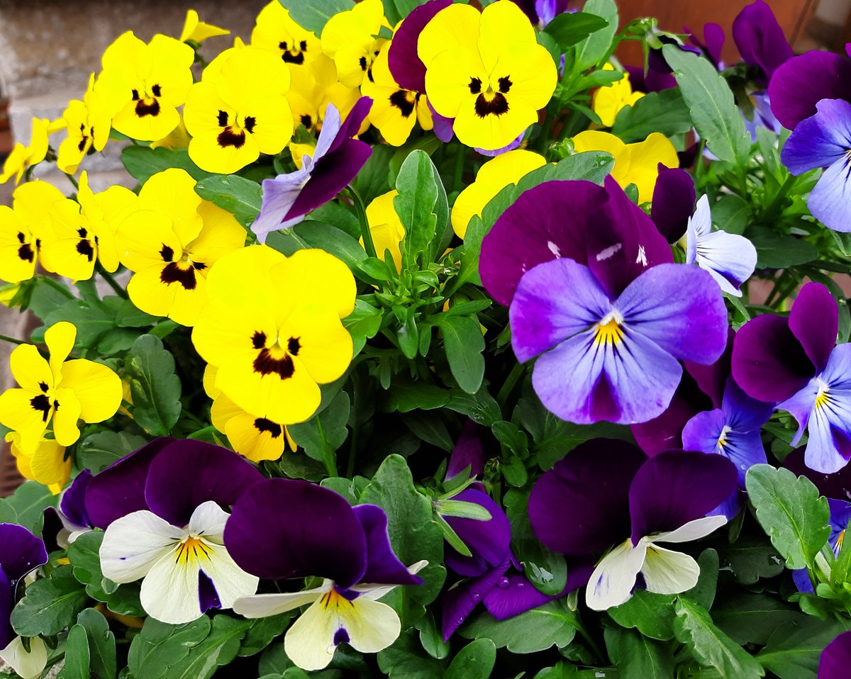 CCommijs's tweet image. Bij #ElkeDagEenBloem zijn vandaag de #viooltjes aan de beurt. 
@wbos54