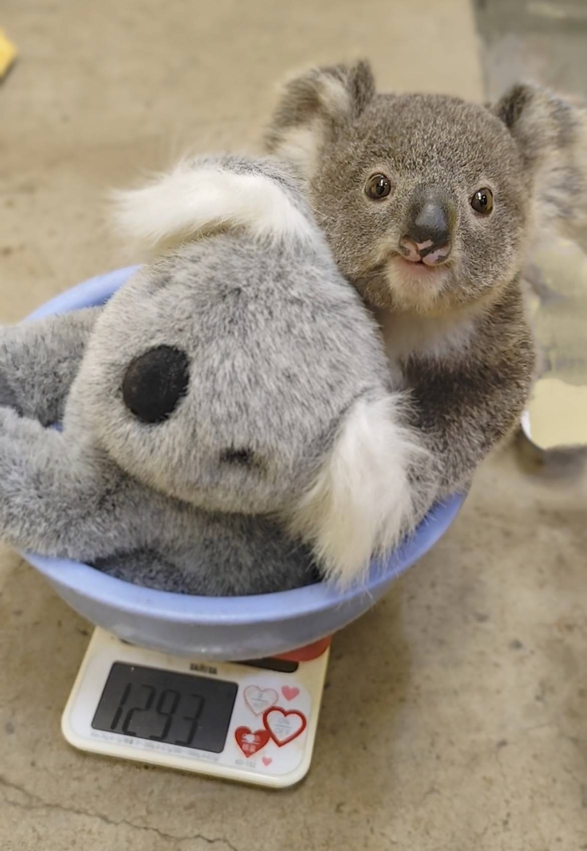 横浜市立金沢動物園【公式】 on X: 横浜市立金沢動物園【公式】 on X: