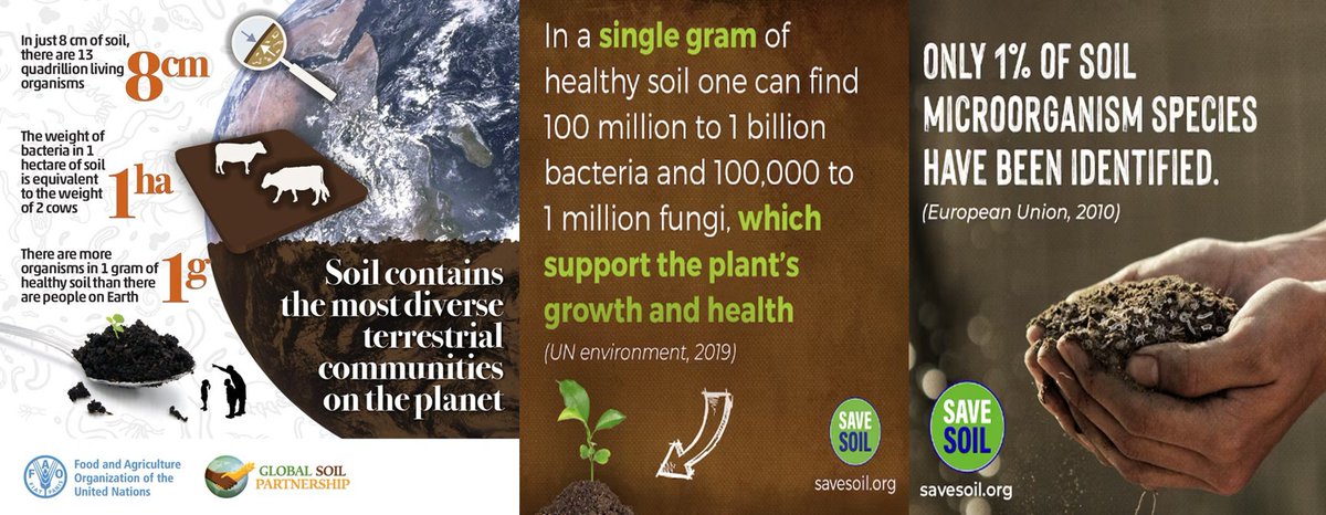 Biswajit (@bdas2208) on Twitter photo <a href="/VssSaint/">VSS for #SaveSoil</a> The biodiversity of soil is vital as it is the engine driving soil-based ecosystem services such as carbon sequestration, soil formation, decontamination and bioremediation of pollutants, control of pest outbreaks, and water purification-IUSS
#SoilFirst #cpsavesoil #SaveSoil <a href="/VssSaint/">VSS for #SaveSoil</a> The biodiversity of soil is vital as it is the engine driving soil-based ecosystem services such as carbon sequestration, soil formation, decontamination and bioremediation of pollutants, control of pest outbreaks, and water purification-IUSS
#SoilFirst #cpsavesoil #SaveSoil