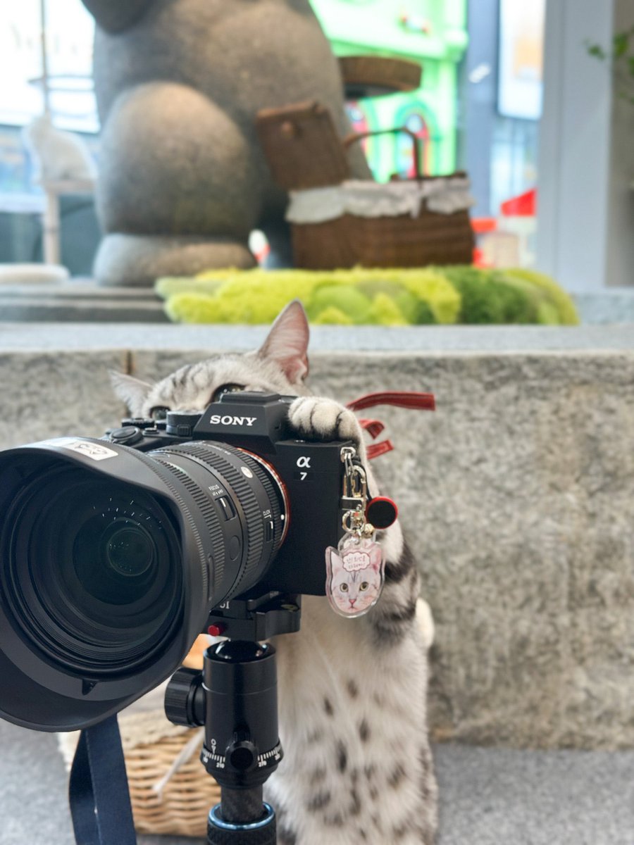 헤더가 바뀌었어요 😸 
완전 짱 귀엽죠? 사진찍는고양이 🥹

그림 감사합니다 🐾