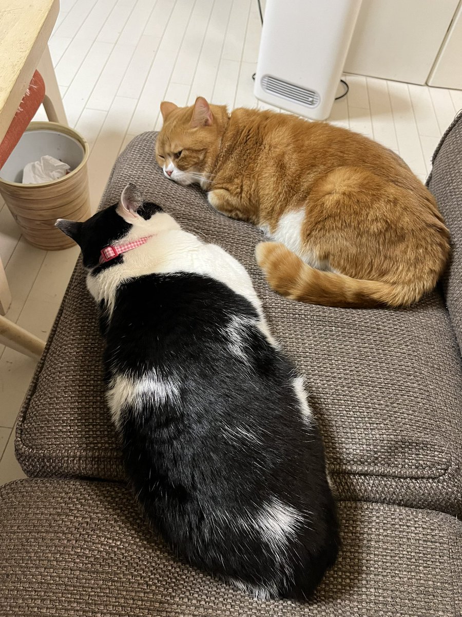 610tyangi's tweet photo. 見つめ愛❤️

#ねこ #ネコ #猫 #キャット #CAT #cat https://t.co/zTpZMRS9DC