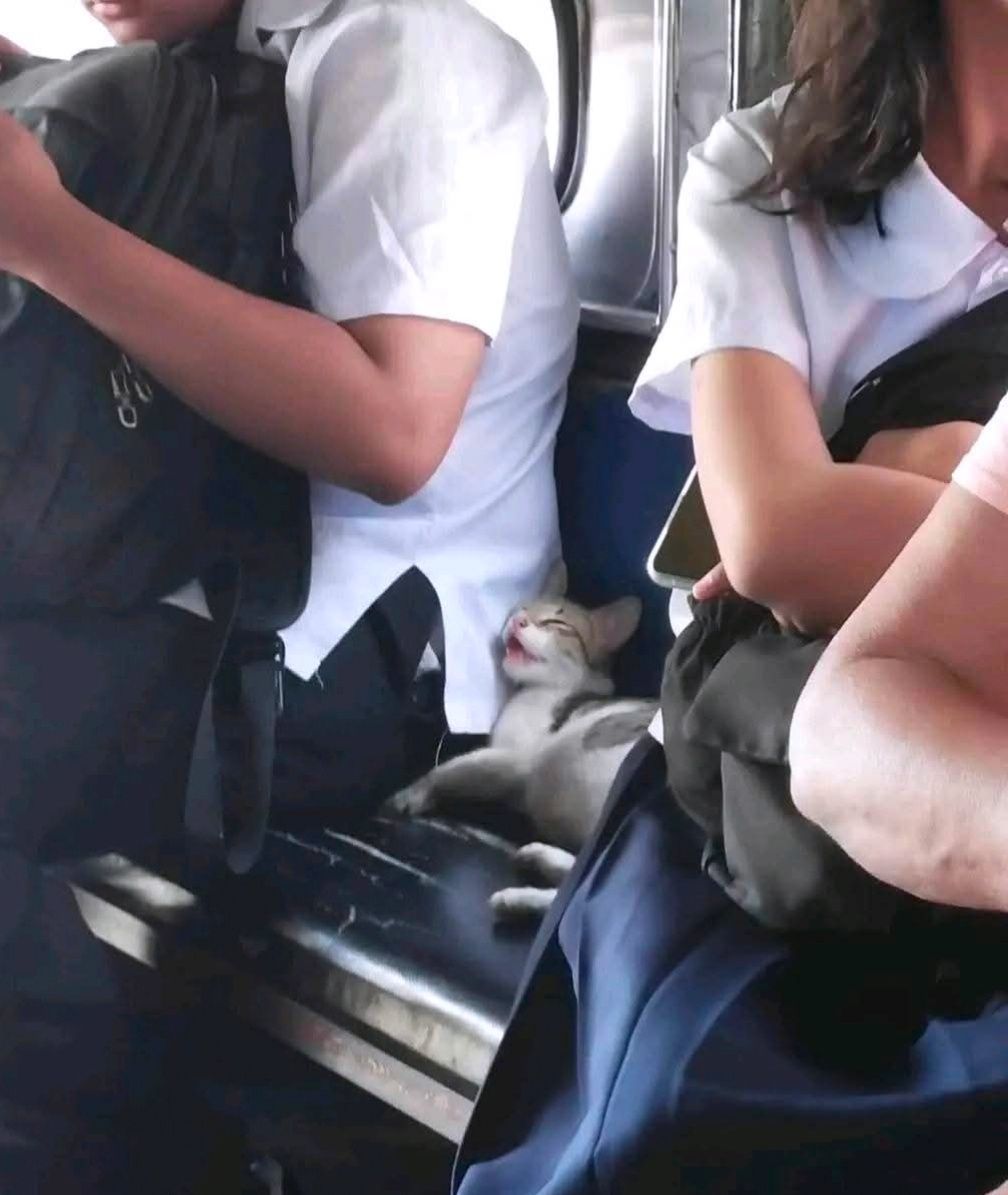 little furrball fell asleep in public transpo. aw...

#cats