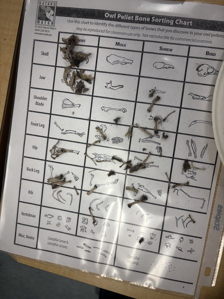 Ms. Cowan and Ms. Lee’s students had fun exploring owl pellets this week!