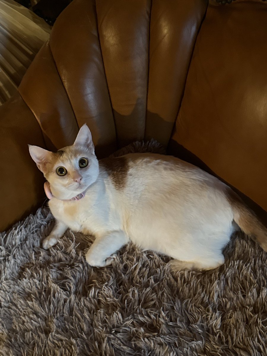 FNF: FUNKADELIX (welcome to the zone) tweet media