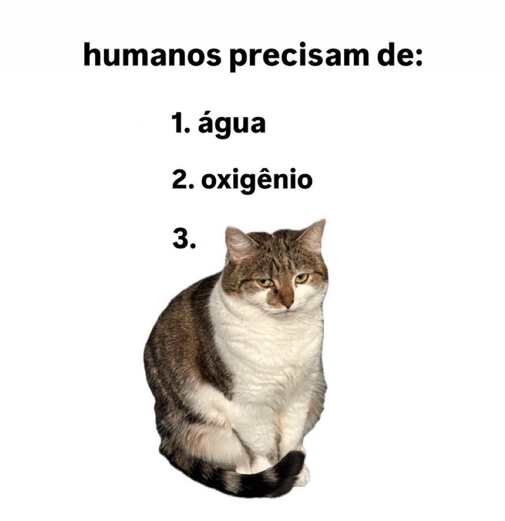 gatos fazendo gatices (@gatinarios) on Twitter photo 