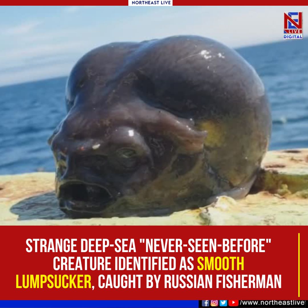 NELiveTV's tweet image. #russianfisherman #deepseacreatures #seacreature #northeastlive