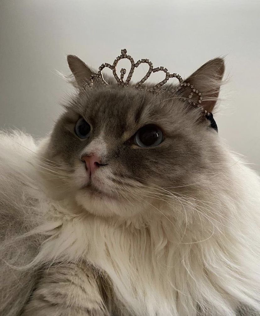 taejun as cats (@nyangztaejun) on Twitter photo 