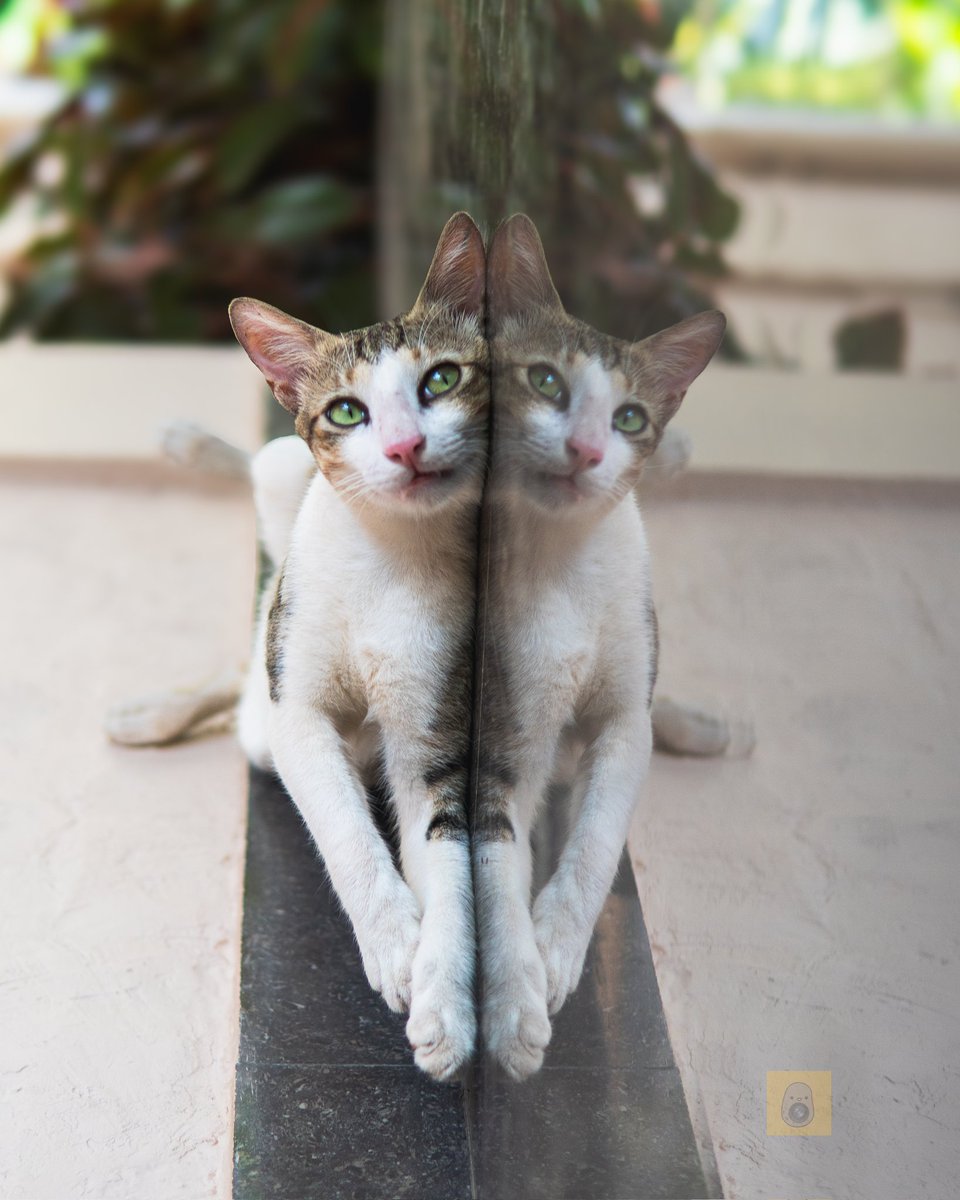 iAmNived's tweet photo. Double the trouble, double the fluff! πΌ
#CatReflection #Purrfect https://t.co/Ke6ecSmIwJ