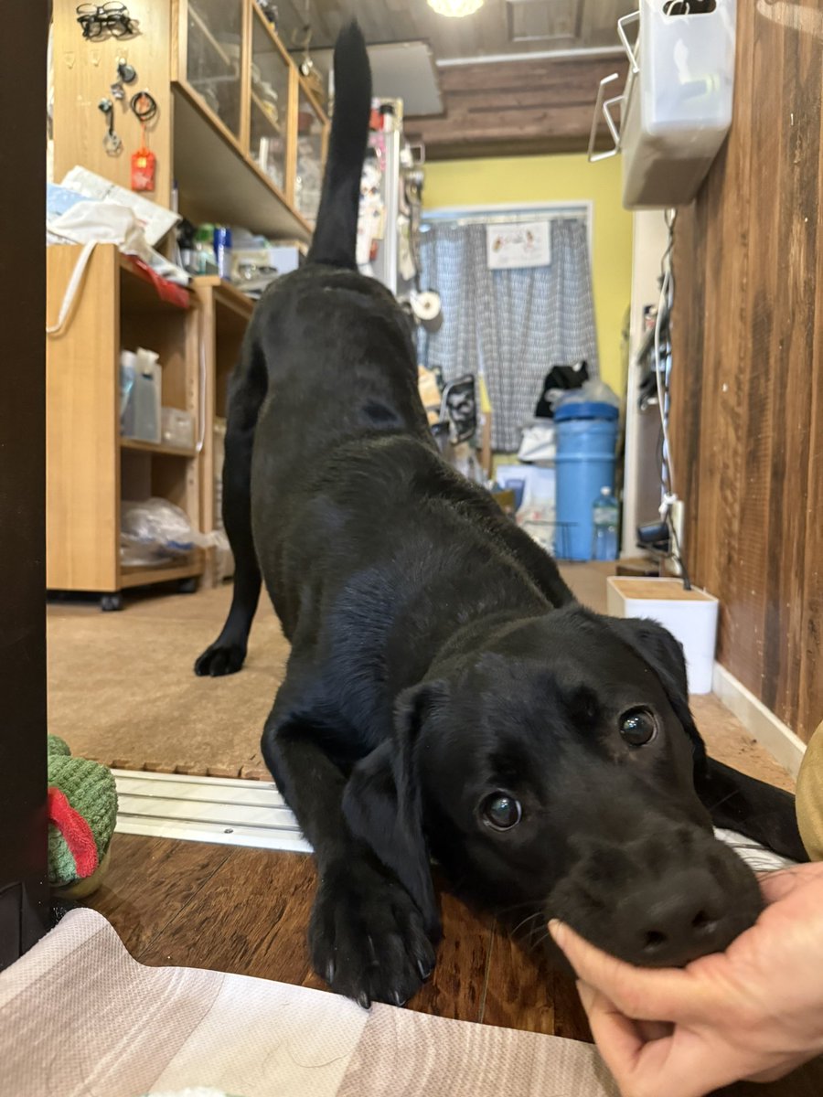 snakegeek21's tweet photo. 大型犬を飼うという事はこういう事や…チワワやトイプーなんかと一緒ちゃう…奴らは破壊王なんや…大型犬かわいい〜なんて理想では飼うのは無理や。色んなもの齧られて壊される。頭突きも強烈…でも粗雑に扱っても壊れない頑丈さ。だからやめられない。 https://t.co/808TRDbz6J