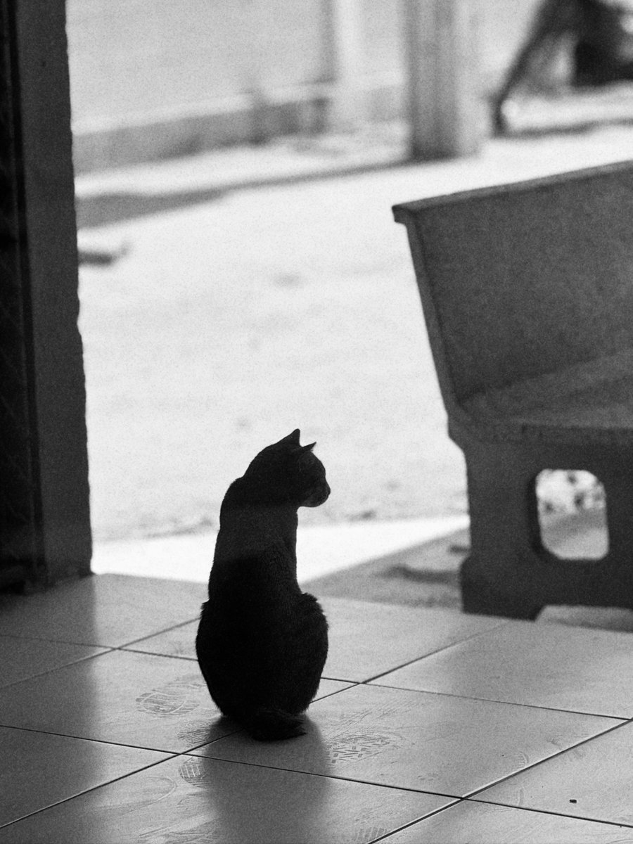 Alixniti's tweet photo. “Lost in thought, where light and shadow tell a story.”

#SilentReflection #LightAndShadow #MonochromeMood #ArtOfSolitude #FelineMystery #cat #แมว https://t.co/5Tsdj44xLZ