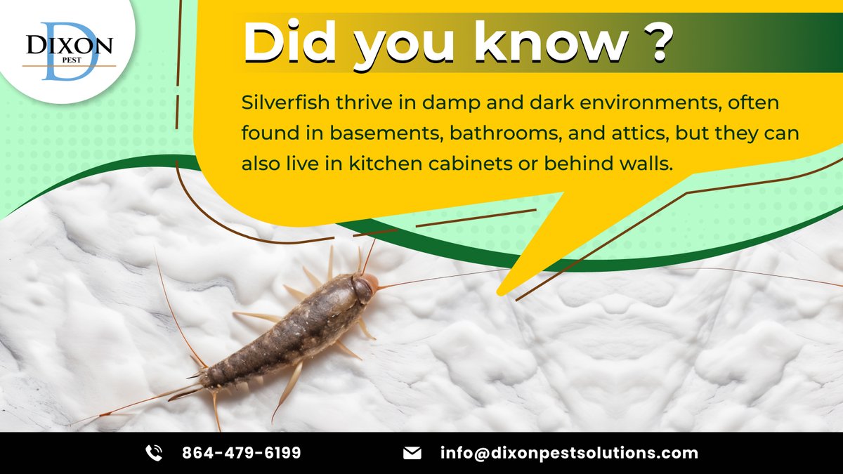 PestDixon63373's tweet image. Did You Know? Silverfish hide in basements, attics, and even kitchen cabinets! Stop them before they cause damage. Get expert pest control at dixonpestsolutions.com

#SilverfishProblem #BugFreeLiving #PestPrevention #ByeByePests #HomeCareTips #DixonPestSolutions
