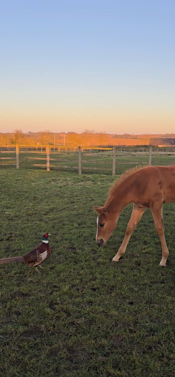 Start 'em young. Pheasants, seagulls (😜), this filly will be ready for anything! #homeschooling