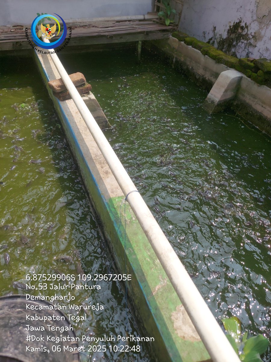 sugi_tanto's tweet photo. Kamis (6/03/2025) Sugi H Luhkan Kab Tegal, Anjangsana kolam lele milik Bpk H Tardjono Pokdakan Sendang Ledo desa Demangharjo Kec Warureja, Padat tebar 2 kolam isi 1500 ekor dgn ukuran 5-7cm pelet merk LP 781-1. #GiatLuhkanSatminkalBogor #luhlapor @diskankabtegal @brpbatpp_bogor https://t.co/QBXXzc6uu1
