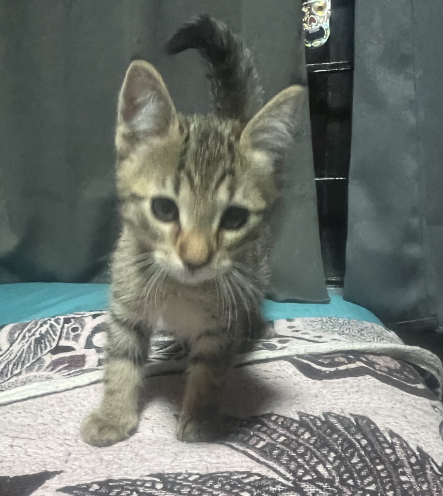 Gatito en adopción responsable, macho, aprox 3 meses, mega cariñoso, se entrega esterilizado, alguien que se anime?? <a href="/MascotasSismo/">Mascotas Sismo</a> <a href="/perrososmx/">🅿🅴🆁🆁🅾🆂🅾🆂🅼🆇</a> <a href="/milesdegatos/">miles de gatos</a> <a href="/acano52/">Arturo</a> <a href="/IsabelJunco/">Isabel Junco</a> <a href="/mayumiguillen/">Mayú Guillén 🇲🇽🇺🇦</a> <a href="/LordGatus/">Lord Gatus</a> <a href="/CatQueen000/">Cat Queen🐱 Sin palomita azul</a> <a href="/gbaezasan/">Goga</a> <a href="/nydiacervera/">Nydia Cervera</a> <a href="/EsEstra/">A L I 🐾</a> <a href="/U_PLATEROS/">UH Plateros</a> <a href="/iztalccihuatl/">Mary Sandoval 6476❤**</a>