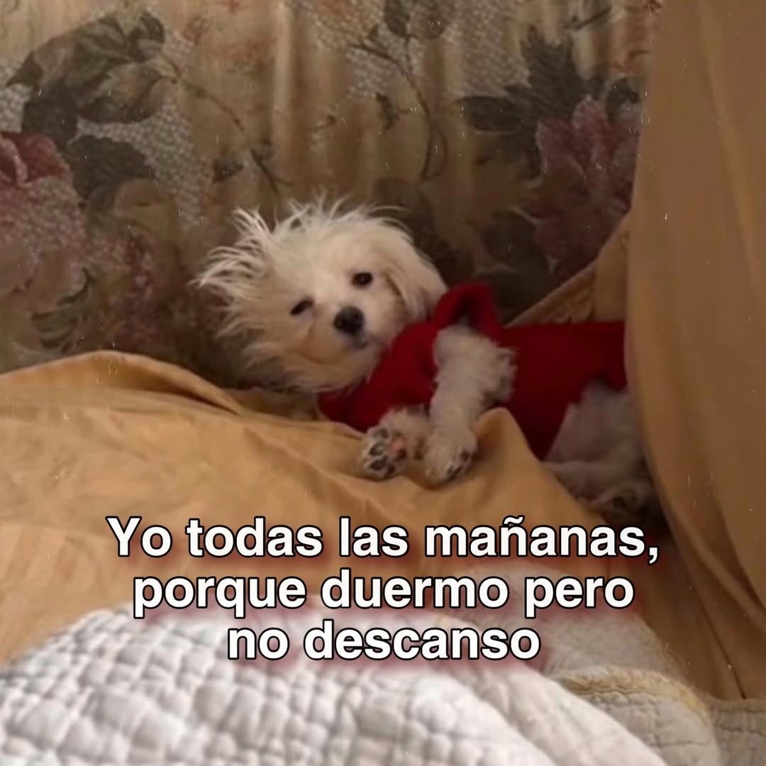 En Júpiter (@en_jupiter_) on Twitter photo 