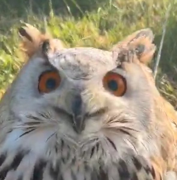 TooManyBirds37's tweet photo. Retweet if you  
really
    really
      really
        really
        really
       really
     really
   really
 really
 really
  really
  really
   really
    really
      really
        really
        really
       really
     really
    really
  really
 LOVE owls https://t.co/HgwnPzbe7t