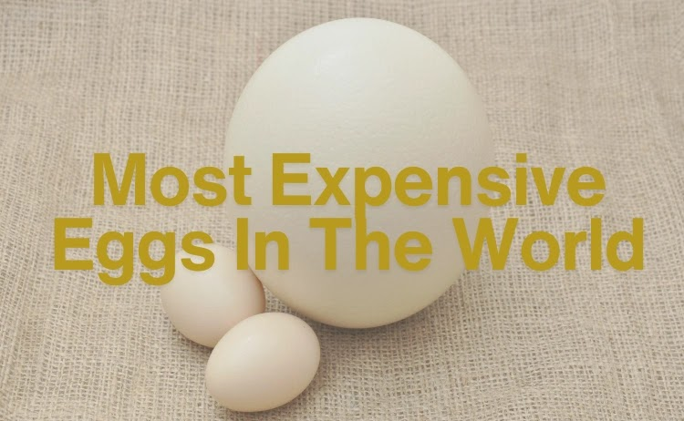 Eggs of opulence: nature's rarest treasures and the pinnacle of indulgence.
#EGGY #expensive #luxurylifestyles 
Read more here👇
usopman.com/2025/02/most-e…