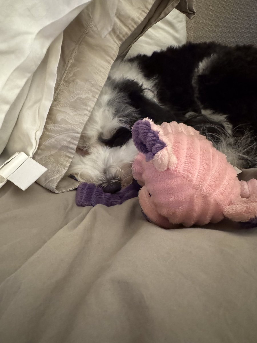 Sweet dreams from Kona.