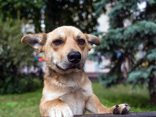 Belgrad Ormanı'nda kaybolan Ece Gürel kardeşimizi arama kurtarma köpeği buldu.Sokak hayvanlarına sahip çıkalım.
#EceGürel #SokakHayvanlarıSahipsizDeğil 
#sokaktayımyanındayım
#AymYasayıİptalEt