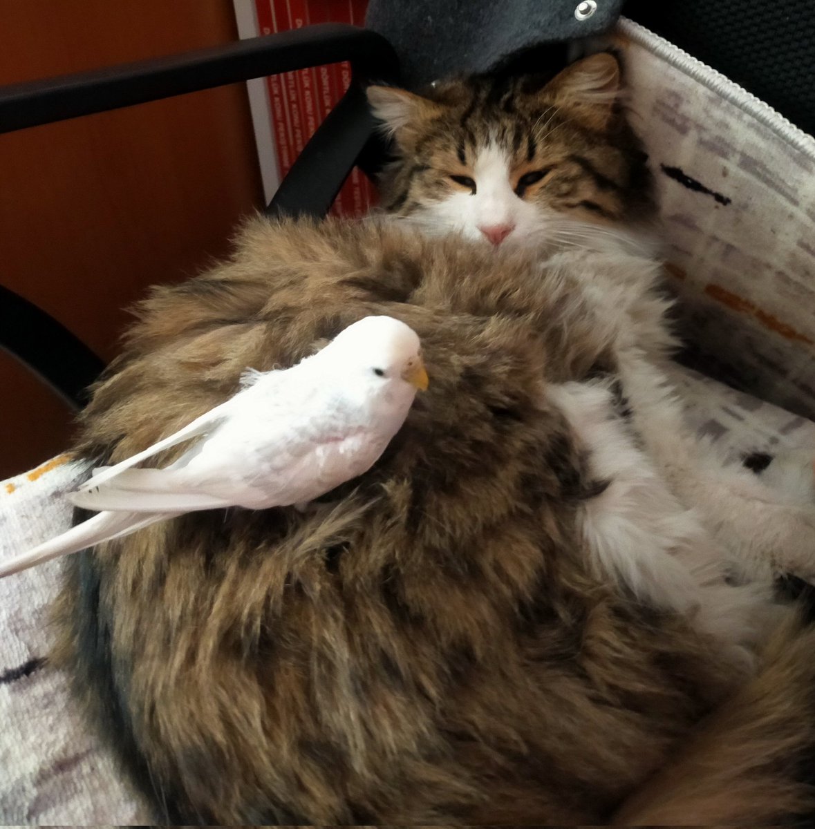 kedimin uykusu var ama kusum surekli taciz ettigi icin uyuyamiyo OWJDPSKDLADKPADKSLKX