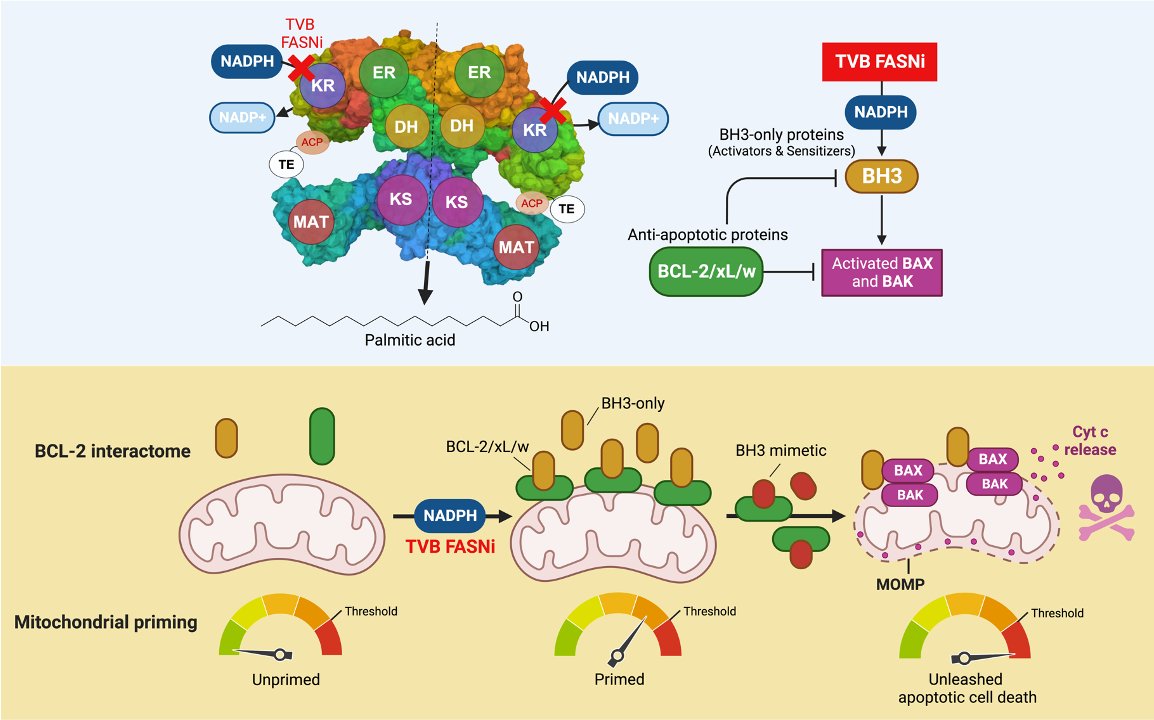 JAVIER A. MENENDEZ (@metabostemness) on Twitter photo #PancreaticCancer cells adapt to a nutrient-poor environment by rewiring their #metabolism. Blocking their "fat factory" pushes them to the brink of #apoptosis & makes them highly sensitive to BH3 mimetics.
sciencedirect.com/science/articl…
<a href="/ProcureICO/">@ProcureICO</a> <a href="/ICO_oncologia/">Institut Català d'Oncologia</a> <a href="/idibgi/">IDIBGI Institut d'Investigació Biomèdica de Girona</a> <a href="/IQCCUdG/">IQCC UdG</a> #PancreaticCancer cells adapt to a nutrient-poor environment by rewiring their #metabolism. Blocking their "fat factory" pushes them to the brink of #apoptosis & makes them highly sensitive to BH3 mimetics.
sciencedirect.com/science/articl…
<a href="/ProcureICO/">@ProcureICO</a> <a href="/ICO_oncologia/">Institut Català d'Oncologia</a> <a href="/idibgi/">IDIBGI Institut d'Investigació Biomèdica de Girona</a> <a href="/IQCCUdG/">IQCC UdG</a>