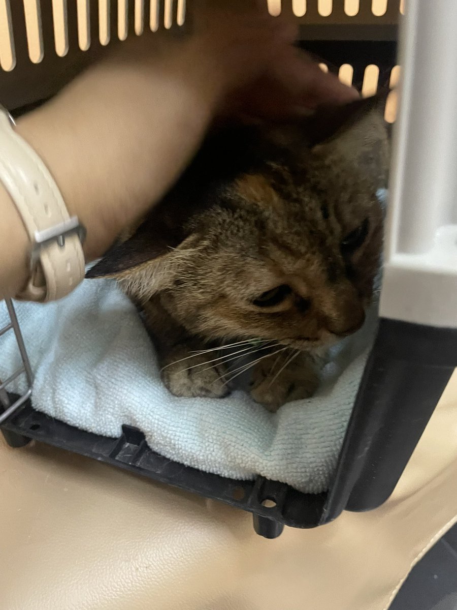 nurhskl's tweet photo. salam &amp; hi. 

saya masih memerlukan sedikit dana tambahan buat rescue cats saya, melati (mandul, eye nucleation, blood test etc) &amp; molly (URTI) sebanyak RM465.31. 

semoga post saya boleh reach ramai orang baik. mohon share &amp; jika ada rezeki lebih, boleh sumbang utk mereka🥺🙏🏻 https://t.co/zts4PBBZVo